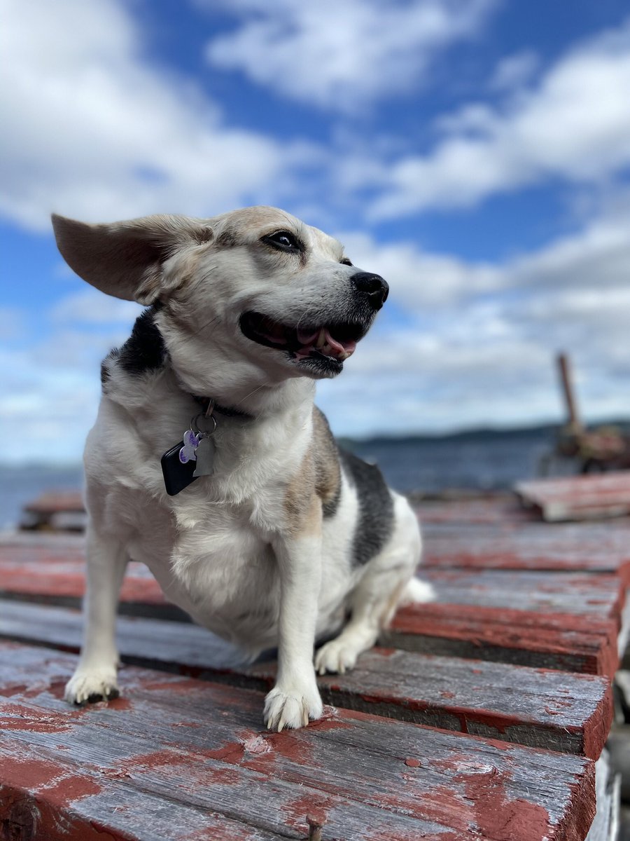 jackie_devilla's tweet photo. @a_brauweiler @BeaglePaws Shiloh, our Beagle Paws alumni, says Aroo Drizzle! Have fun exploring #nlwx https://t.co/iuhCQrVPwK