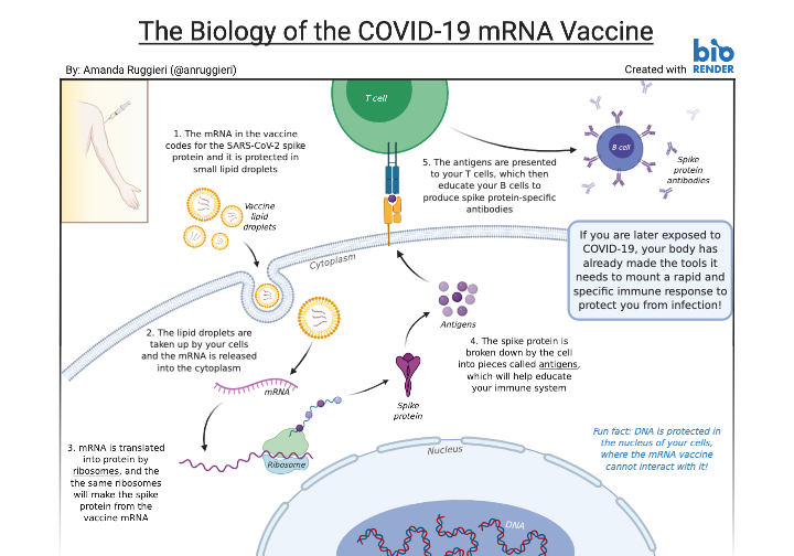 I present to you: the COVID-19 mRNA vaccine for non-scientists! I wanted to make something to help teach my family and friends how mRNA vaccines work and hopefully encourage them to get the vaccine now that it's available! #COVID19 #scicomm <a href="/BioRender/">BioRender</a>