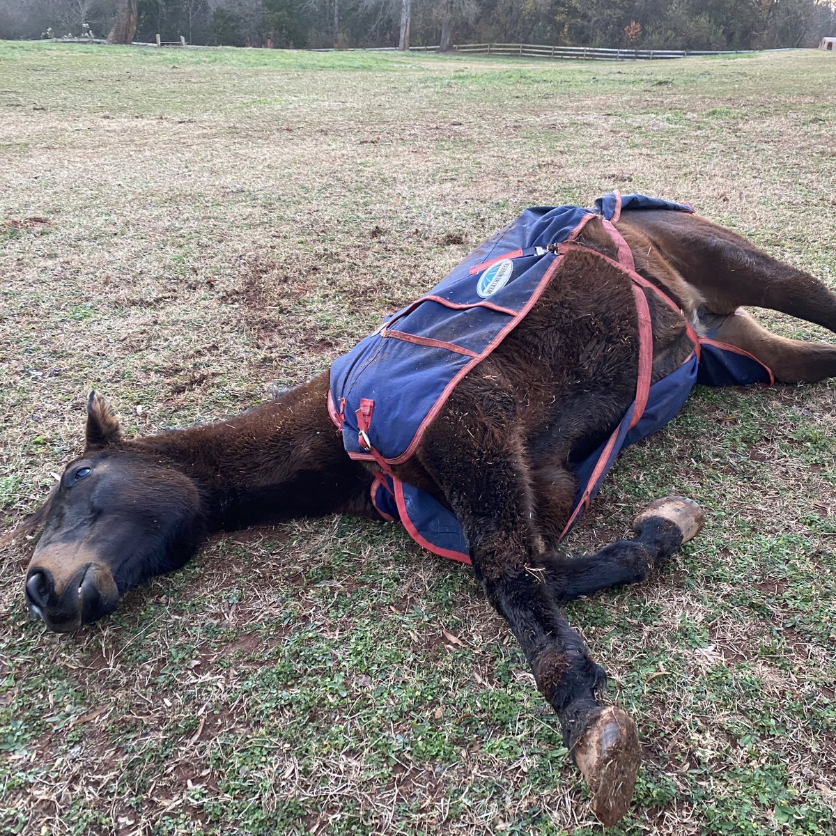 If you think having animals isn’t like having children, Violet just played dead because I made her wear a coat.