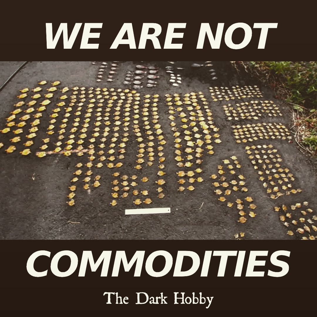 DarkHobby's tweet image. "I think pet stores see fish and other animals as mere commodities who they mass produce in order to sell and churn a profit" - Ben Williamson, Programs Director, World Animal Protection USA. Ben features in the documentary.
#fishlives #protectourfish #banaquariumtrade