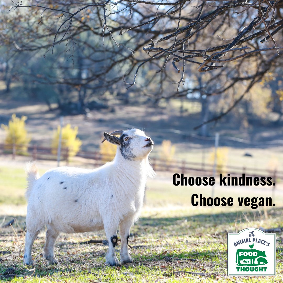 FoodforThought tweet media