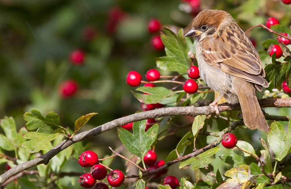 Het was een raar jaar.... Bijna ten einde maar niet zonder een laatste nieuwsbrief van de Wilde Weelde. De nieuwsbrief vind je via wildeweelde.nl/nieuwsbrief-de…. Over kringlooptuinieren, erfbeplanting bij boerderijen en wat je allemaal kunt doen met dood materiaal in je tuin