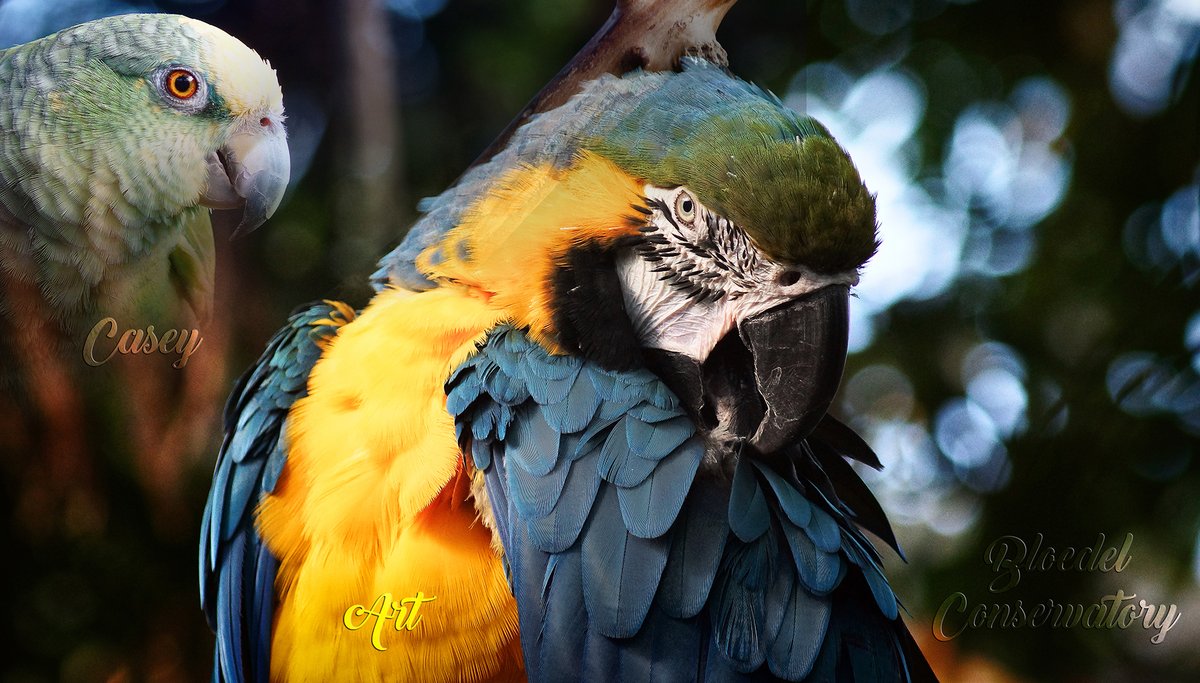 This #Christmas2020 if you book a reservation <a href="/BloedelConserv/">Bloedel Conservatory</a> you'll get to see 800 #poinsettia &amp; you'll also see some fine feathered friends - Get out of the rain &amp; join <a href="/FriendofBloedel/">Friends of Bloedel</a> at this splendid sanctuary in <a href="/MyVancouver/">Destination Vancouver</a> - Img of Casey &amp; Art - <a href="/narrativelens/">Cameron Wood</a>