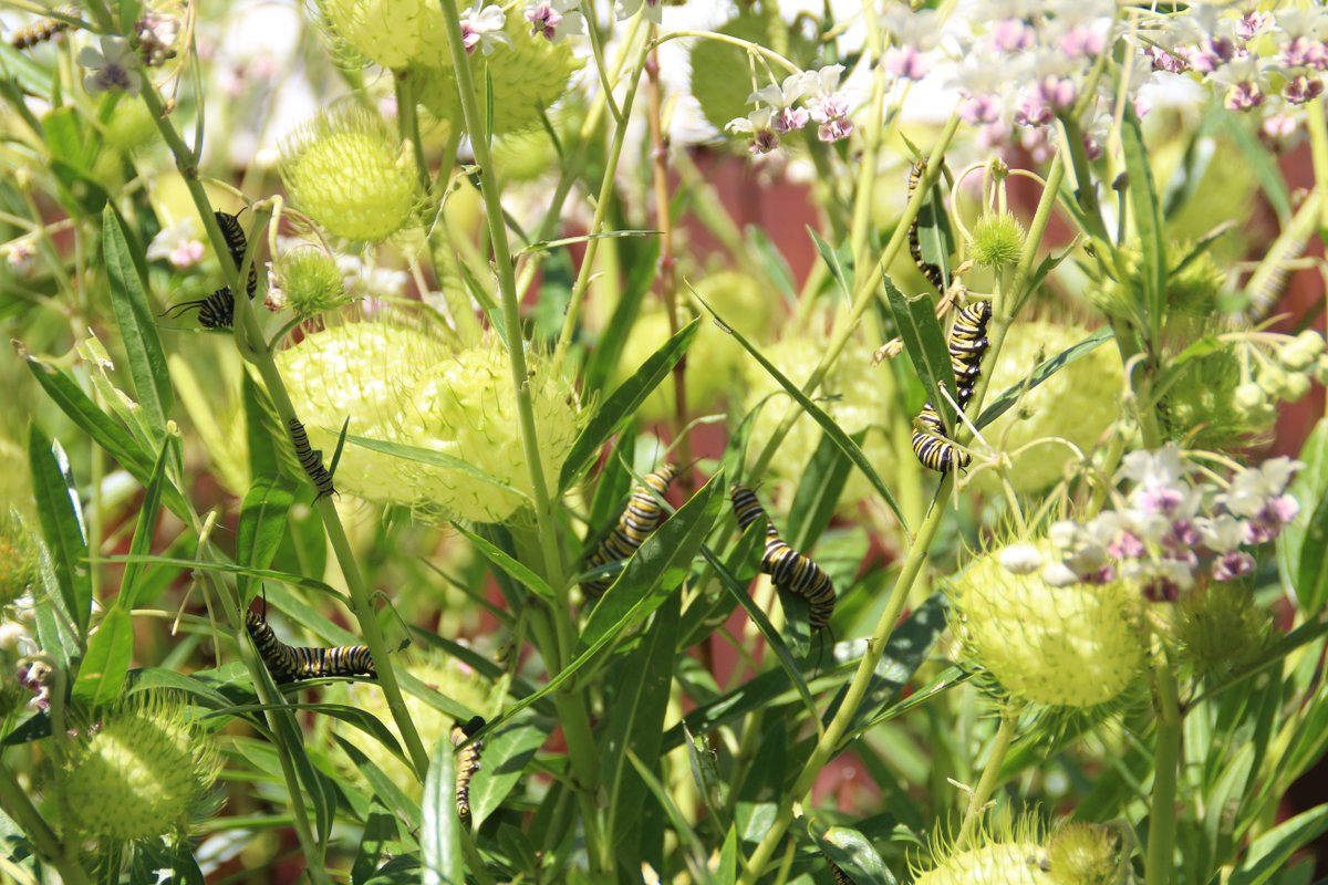 CardioKiwi's tweet photo. A friend sent me a picture of her "caterpillar city". ๐#GrowingMonarchs https://t.co/6pdwdwvDbT