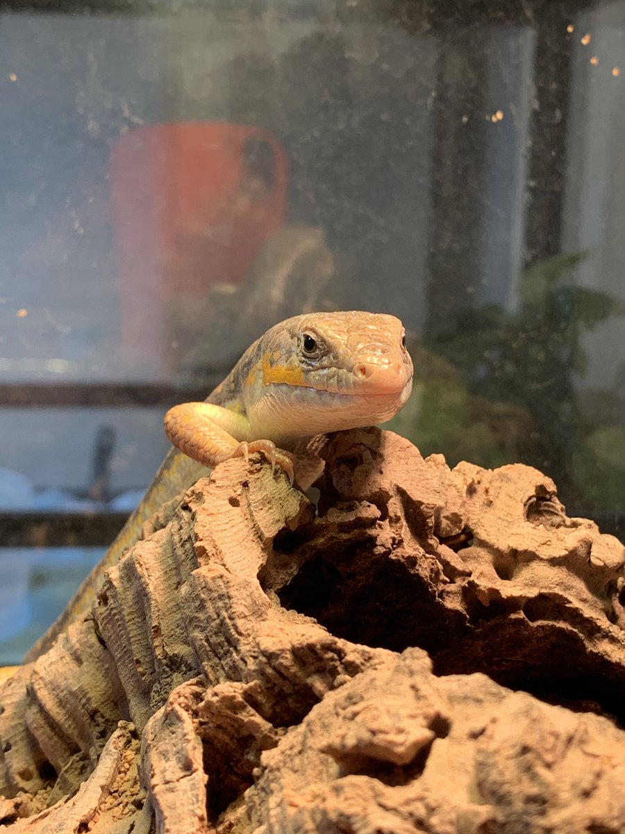 無気力なヤモリ ほっぺが可愛いトカゲ シュナイダー 爬虫類