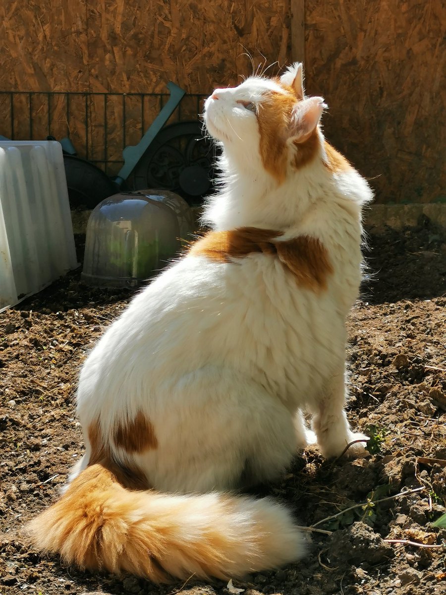 Axlr__'s tweet image. Behold mine cat