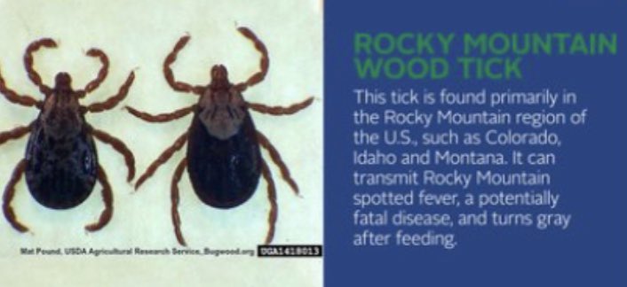 Charlie26682228's tweet photo. Ticks are know to carry and transmit deadly diseases such as the Rocky Mountain Spotted Fever. https://t.co/41AJdBRK08