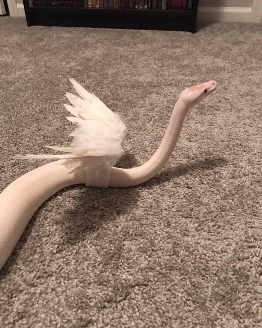 Aaa bu şey deyil..
köhnə sevgilin