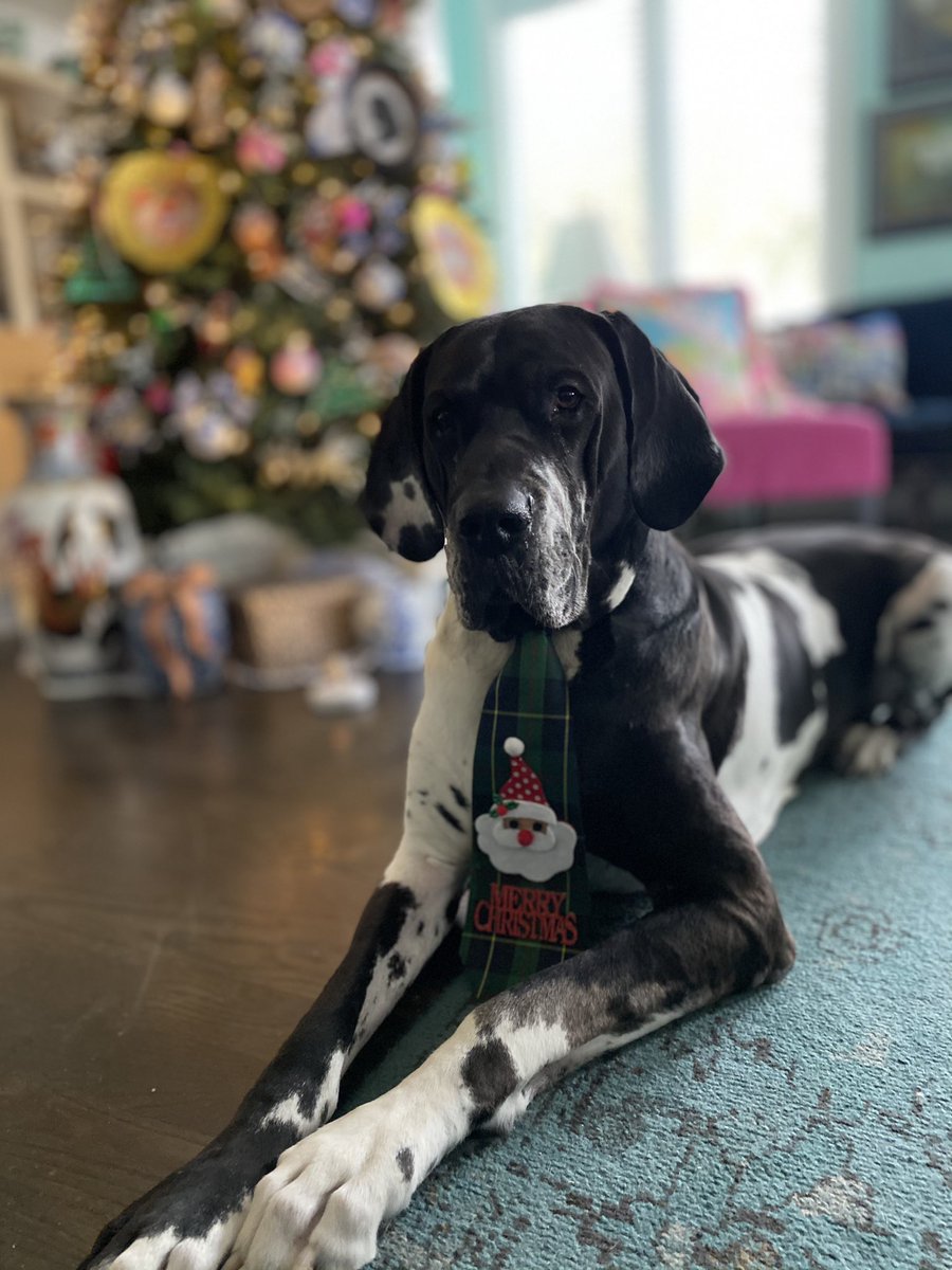 andreajamison's tweet photo. Achilles, the greatest Greek warrior, was slightly annoyed with my Christmas photo shenanigans. But isn’t he the cutest 155 lb. lap dog ever? #achillesthelowcountrygreatdane
#distinguishedgentleman
#christmasinthesouth https://t.co/1Rb13fxuW7