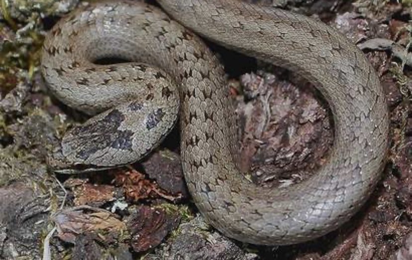 Charlie26682228's tweet photo. Sand #lizards (Lacerta agilis) and smooth #snakes (Coronella austriaca) are two of the UK’s rarest reptiles. They are primarily found in heathland and sand dune habitats. They are rare because large areas of heathland have been destroyed for agriculture and housing space
#2020EBE https://t.co/ceCAQVrXlB