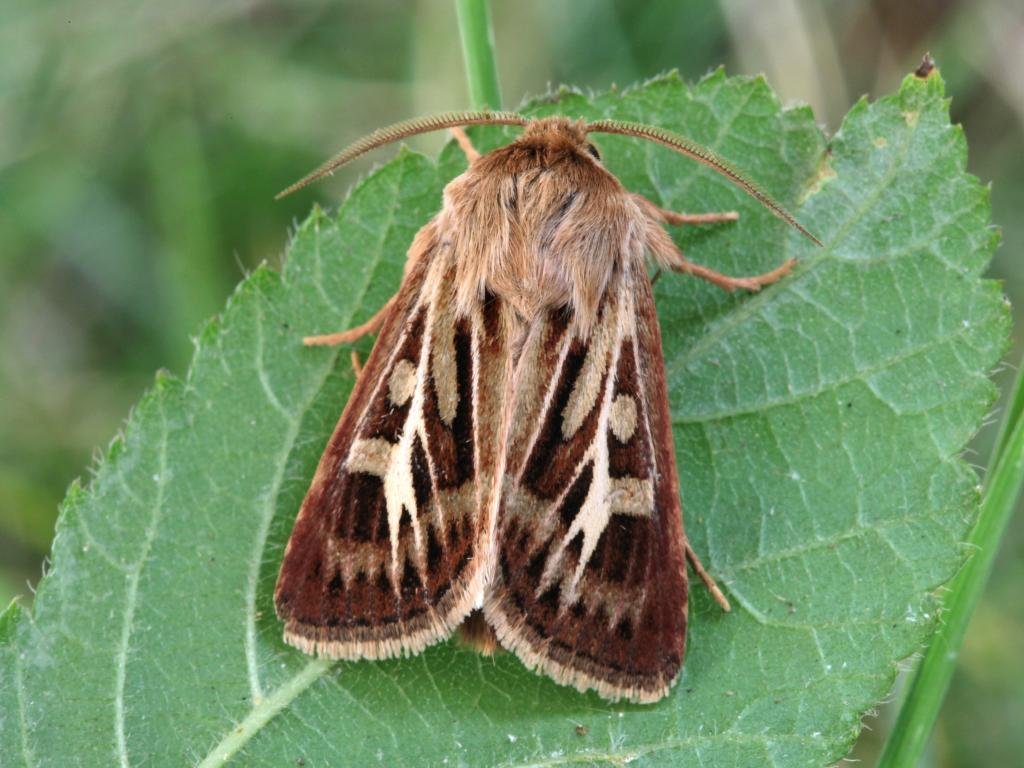 The ANTLER moth is named after the cream patterns on its wingsIt's an egg at Christmas. The caterpillars are nocturnal, eating Sheep’s-fescue and Purple Moor-grass. The adults are day-flying, lapping up nectar from thistles and ragwort (which is NOT the source of all evil...)