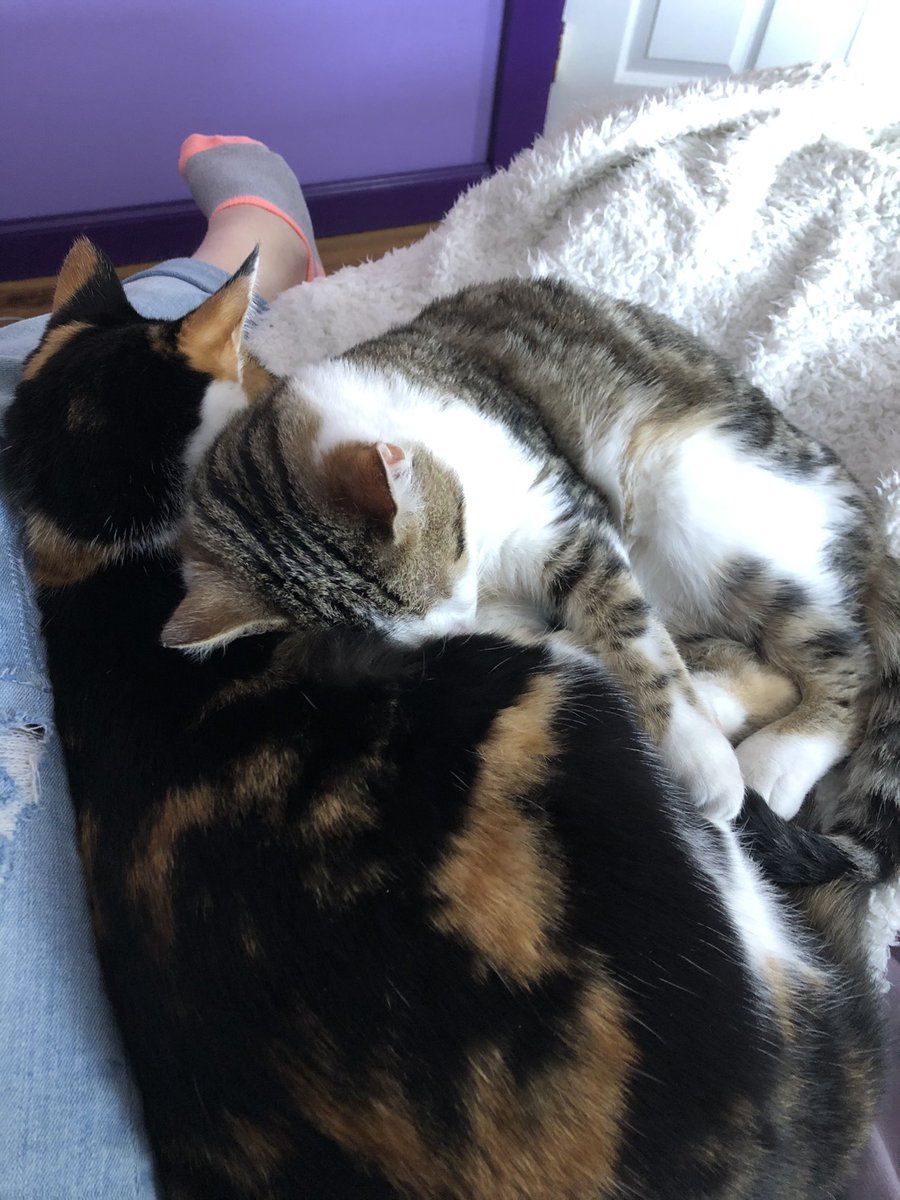 fancyfelines_'s tweet photo. so cute 🥺 #CalicoCrew #Cats #CatsOfTwitter https://t.co/dw5hPOGZJO