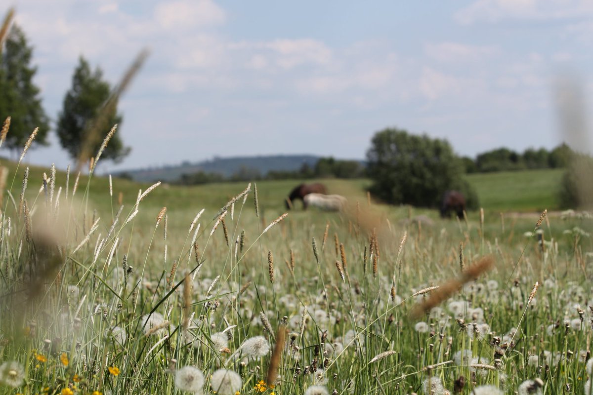 symsam's tweet photo. Rural Surveyor Lucy Carnell encourages farmers in the River #Tone and #Parrett catchments (including the #Yeo) to apply for payments available to improve water quality and biodiversity. Be quick though, the deadline is Friday. https://t.co/AOdgYVOCHW
#symsam #farming #somerset https://t.co/qclb20nvYq