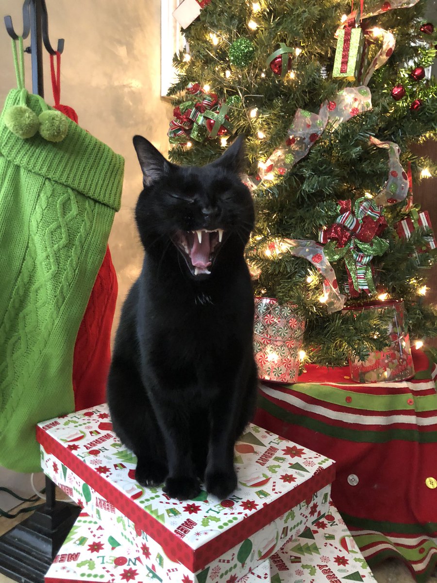 TreyRaz's tweet photo. Xmas photo shoot https://t.co/HCJn9Qn1Do