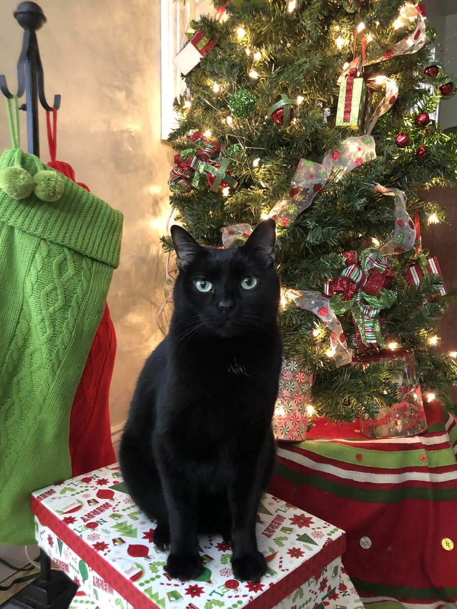 TreyRaz's tweet photo. Xmas photo shoot https://t.co/HCJn9Qn1Do