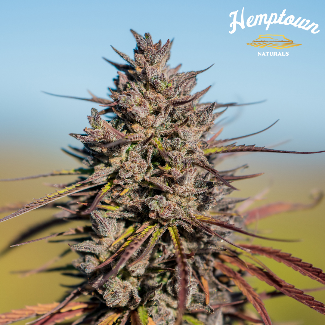 Hemptown Naturals tweet media