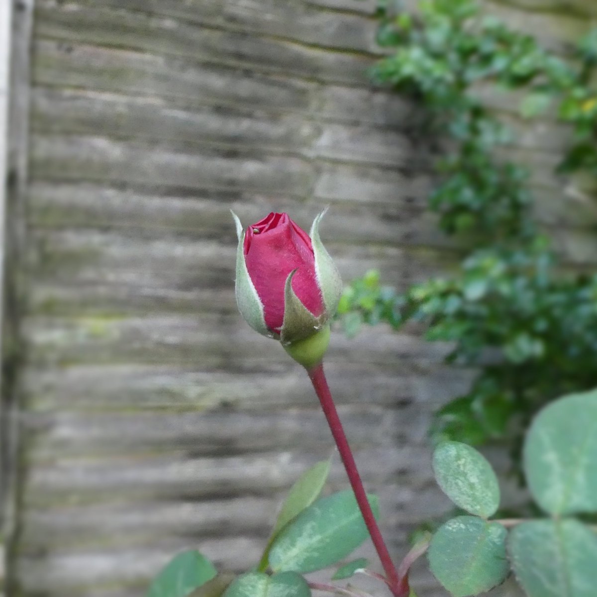 natepix1's tweet photo. Having a Merry Christmas🎅
#Rose Gertrude Jekyll enjoying a final fling in 2020 today🌹🌹
#Gardening #Flowers https://t.co/zohW822F0F