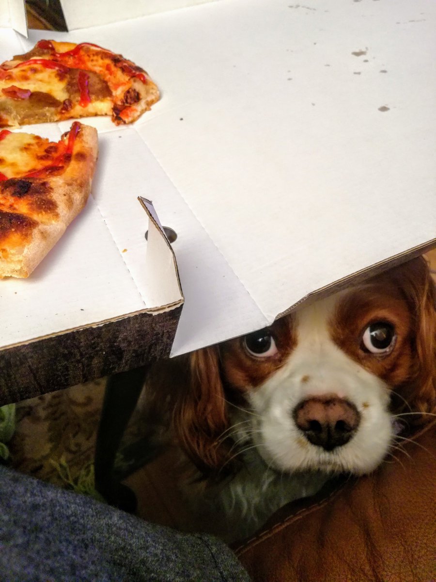 Adi_Wrobel's tweet image. Też tak macie? 😂

Niereformowalny 🙅

#Samik #dogslife #dogs