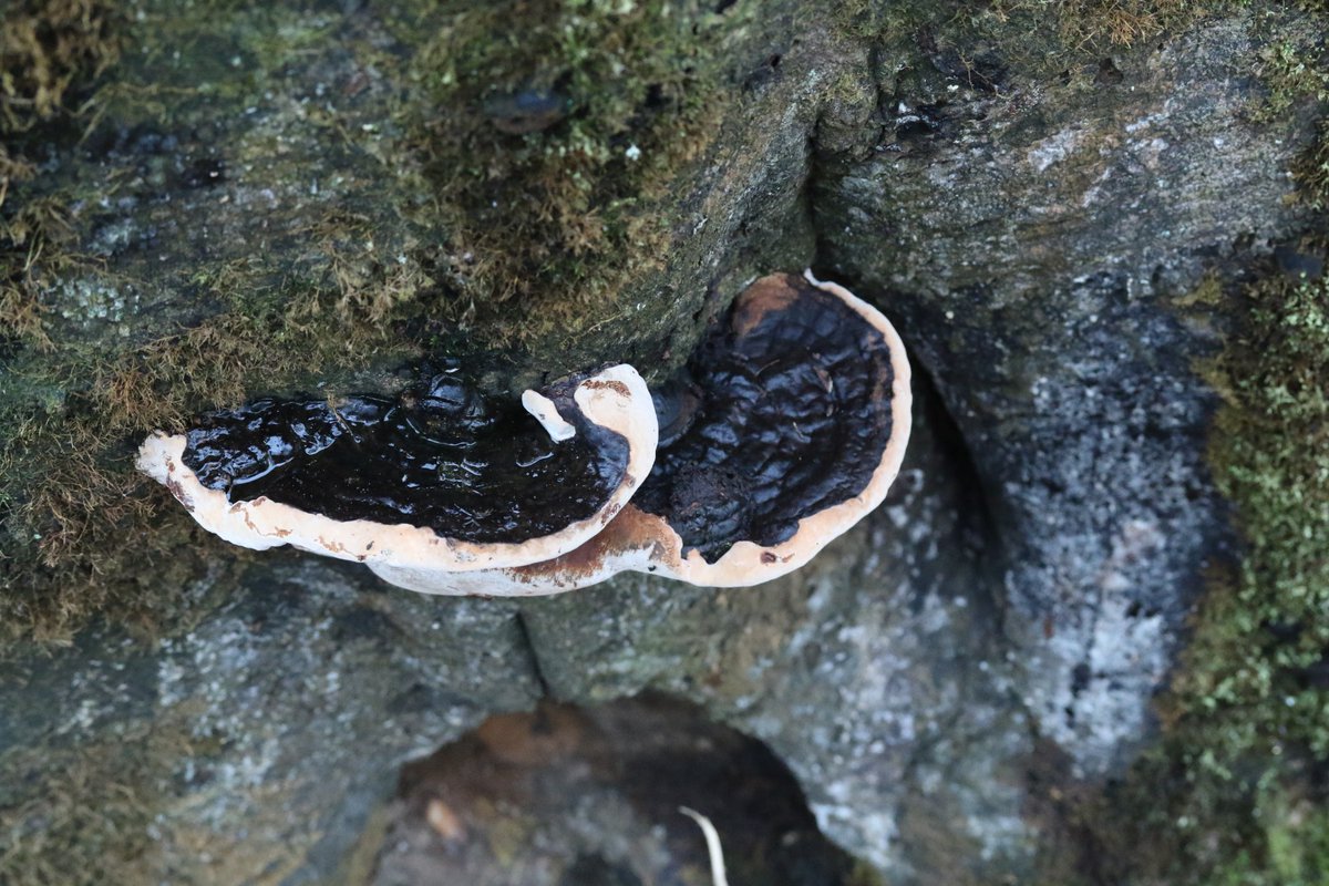 FritillaryLilly's tweet photo. Fungi from last week #fungi #mushroons #fungus https://t.co/SKgRJPI2Or