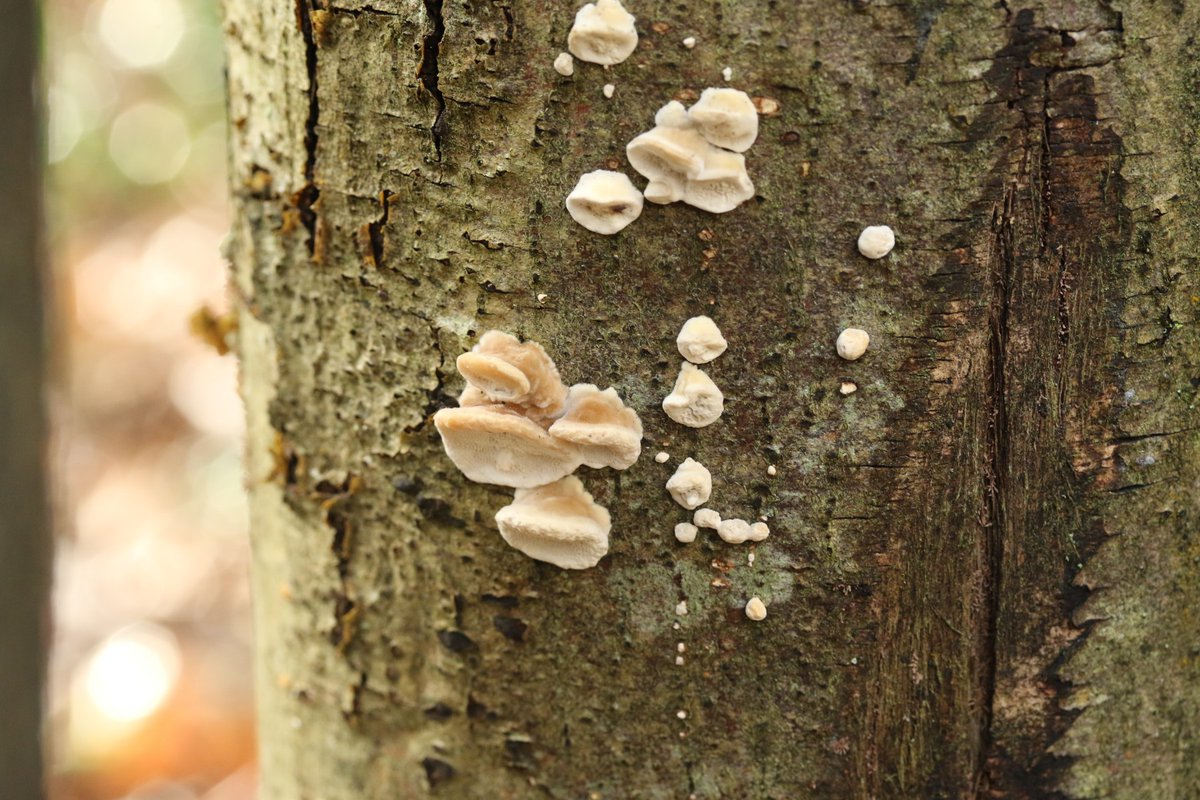 FritillaryLilly's tweet photo. Fungi from last week #fungi #mushroons #fungus https://t.co/SKgRJPI2Or