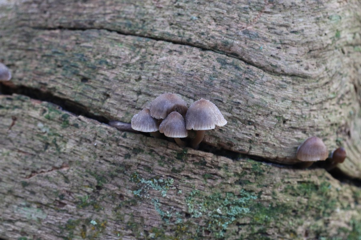 FritillaryLilly's tweet photo. Fungi from last week #fungi #mushroons #fungus https://t.co/SKgRJPI2Or