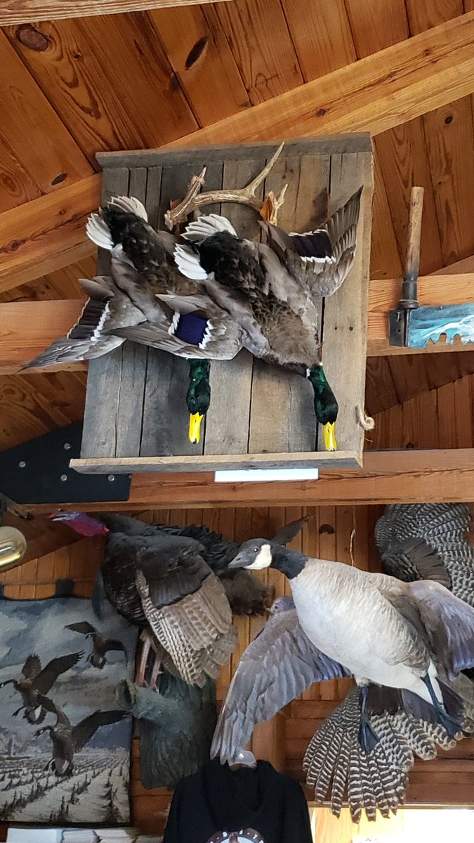 Shelby Byrd (@alkingfish) on Twitter photo 