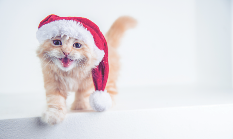 HunterHGrey's tweet photo. What Cats Really Want for Christmas — https://t.co/OWX7yYJHHE #WhatCatsWant  #NotToys https://t.co/OnJl9JOT1a