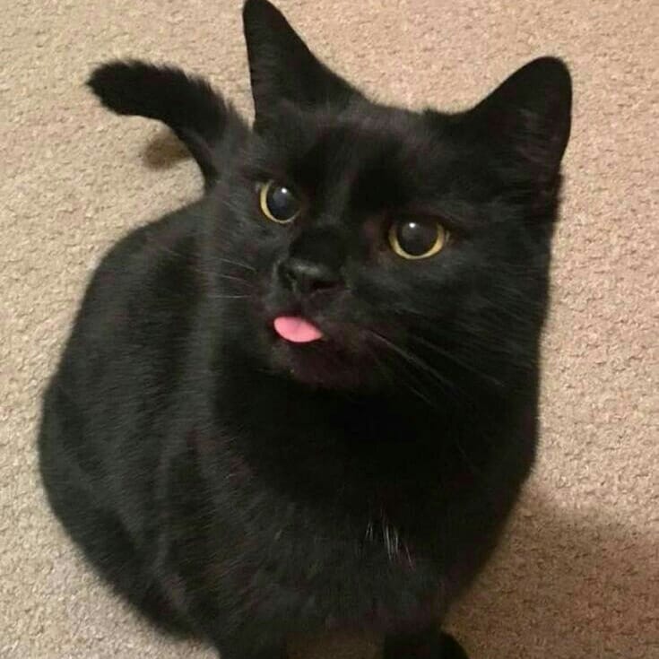 black cats supremacy