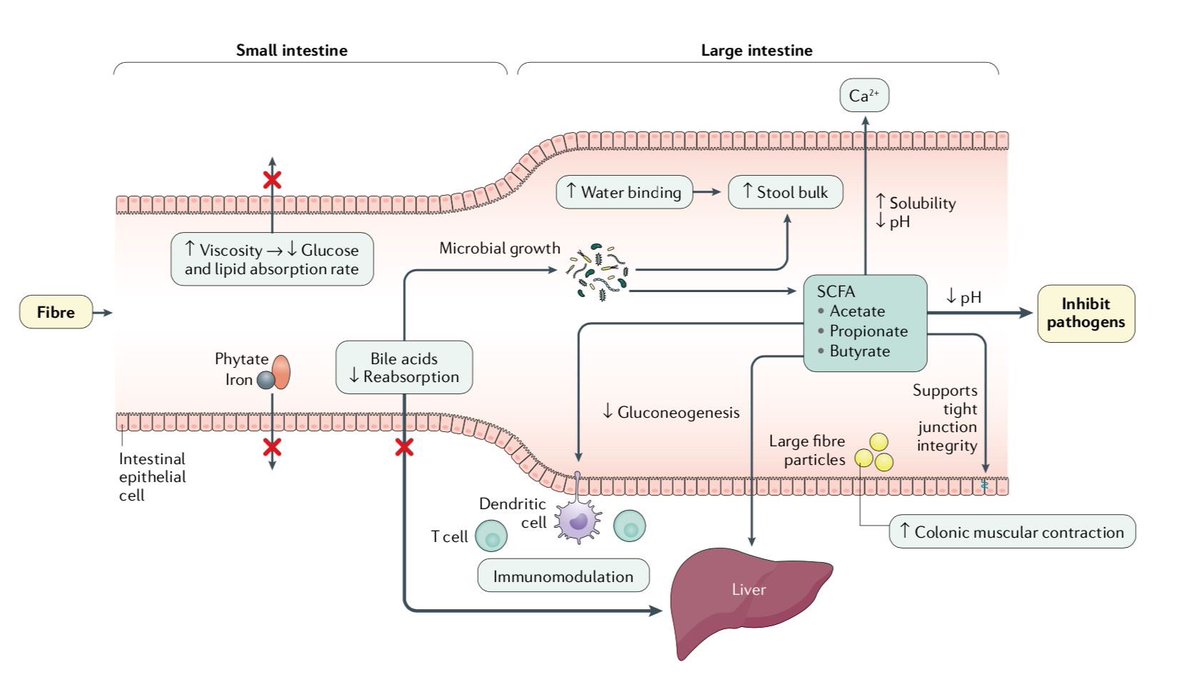 TheGutHealthDoc's tweet photo. Not all #fibre is made equal! 🌱 Forget 'insoluble' vs 'soluble', it's outdated and NOT accurate. New review from my team @KingsCollegeLon on different dietary fibres acting VERY differently in the gut: https://t.co/ZJ0I2fPRLK

@NatRevGastroHep (Gill, Rossi, Bajka &amp; Whelan, 2020) https://t.co/tJ745GQt9a