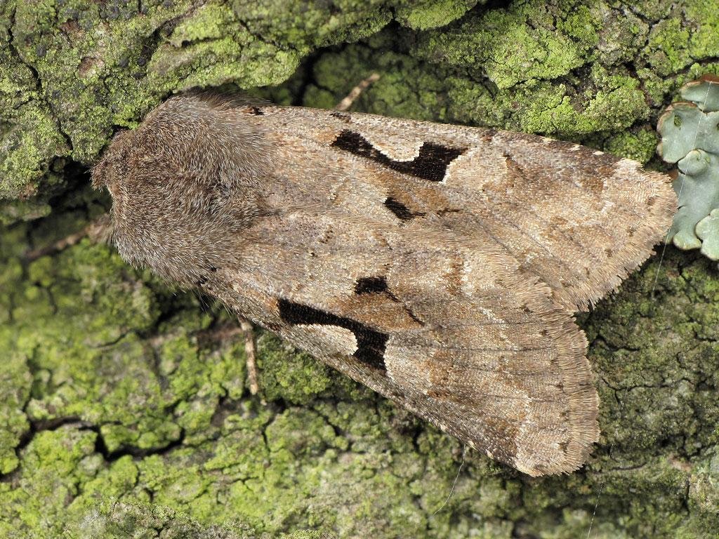 Setaceous is an excellent Scrabble word and Jesus was bristly wasn't he?! But there's also a moth just called the HEBREW CHARACTER, and with plenty of other Hebrew characters in the Christmas story I'm calling this moth our No. 5...  @naturalistdara  @gillians_voice  @BBCSpringwatch