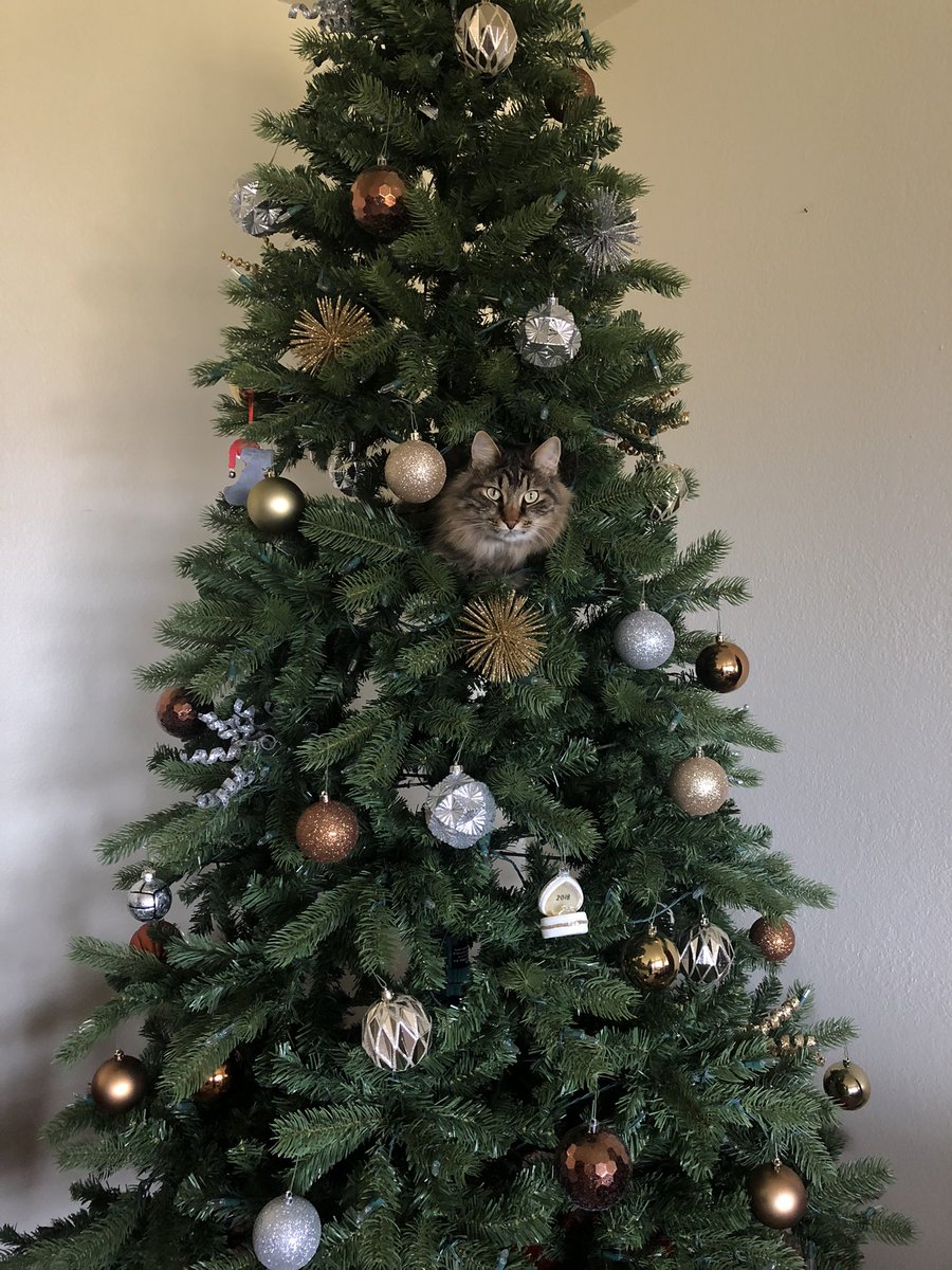 buncey96's tweet photo. Meowy Catmas! 🎄🎁😻 https://t.co/9U6bU7edAZ