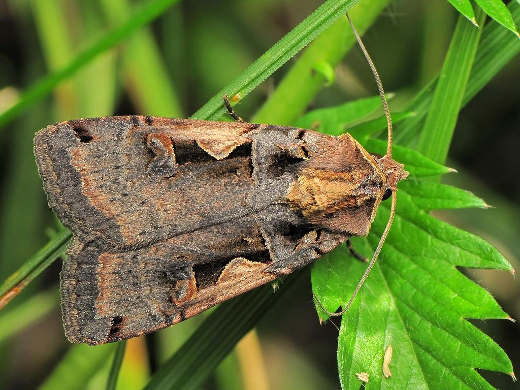 If there's a famous SETACEOUS HEBREW CHARACTER it's Jesus! Although the jury is still out 2020 years later whether Jesus spoke Hebrew or Aramaic, we can't not include this beauty, named after the bristly wings featuring a black mark shaped like the Hebrew letter Nun (נ)