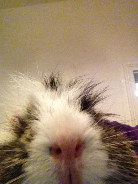 Cmdr Rabbit tweet media
