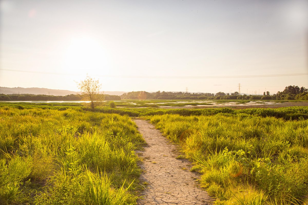 KunalMehraPhoto's tweet photo. I do know how to be idle and blessed, how to stroll through the fields,
which is what I've been doing all day - #MaryOliver

#SmithBybeeWetlands #PortlandSunset #PortlandHikes #SmithBybee

https://t.co/GsrIelCgLV https://t.co/7ExZci0nAM