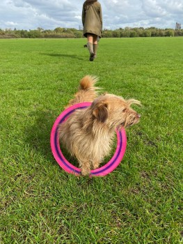 millypod1's tweet photo. 🆘#STOLEN #ScanMe @NorthamptonPol
Cairn Terrier Female
#Adstone #Towcester #Northamptonshire #NN12
Shrimpy went missing on the same night as our neighbours stable yard was burgled, with an old Mitsubishi L200 truck stolen😢
SIGHTINGS PLZ ☎️07595734712
https://t.co/90uoESCKpx https://t.co/HKhdtjX2d0