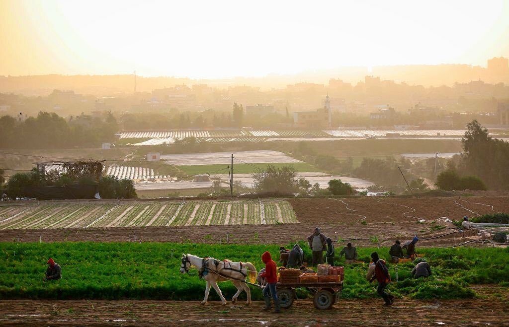 AlMonitor's tweet photo. Photo of the Day: Palestinians harvest carrots at a field in the town of Beit Lahia in the northern Gaza Strip. (📸: MOHAMMED ABED /AFP via Getty Images)
#photooftheday #potd #Palestine #palestinians #beitlahia #gazastrip #agriculture #carrots #harve… https://t.co/XYcQoYxKMT https://t.co/1LyhqcerIm