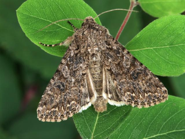 Introducing 6. the NUTMEG! Not as exotic as the festive spice, it haunts UK gardens & waste-ground May to Sept. It has two broods in the South, one oop North. The easiest way to distinguish this moth from similar is its hairy eyes but you will need a magnifying glass to see them.