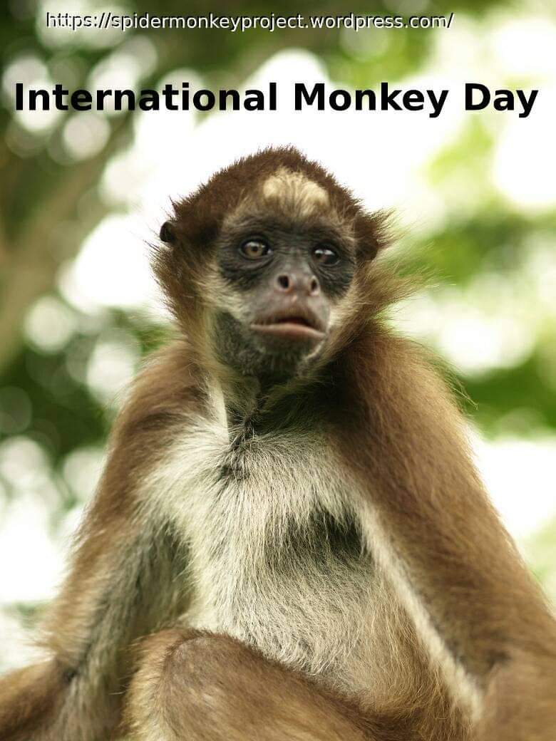 Proyecto Mono Araña tweet media