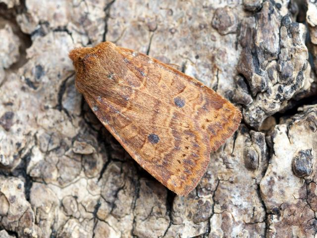 Whereas the nutmeg flies in Spring and Summer, these are winter wanderers. CHESTNUTS fly Sept-May, DARK CHESTNUTS are on the wing Oct-Feb. So, careful with those outdoor advent candles or you may have Chestnuts roasting on an open fire ...   @Kate_Bradbury