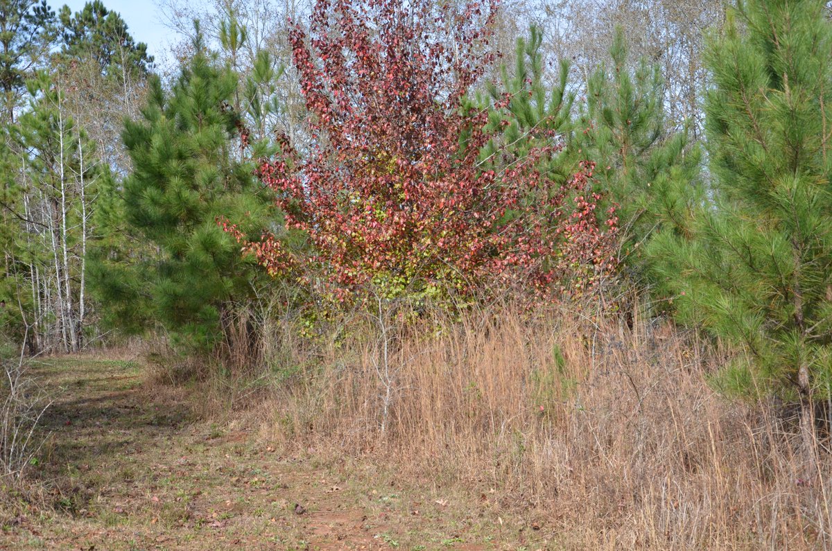 TrueSouthProp's tweet image. Come build your dream home in this quiet neighborhood just twenty minutes from Tiger Town.
truesouth.com/listings/rural…