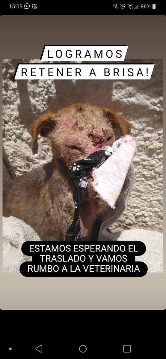Me cuesta creer que exista gente tan desalmada. A brisa la encontraron en completo estado de abandono. Ahora está internada pero la voy a tener en casa algunos días. Si queres colaborar económicamente para su internacion hablale a <a href="/Ojitosdeperro2/">Ojitosdeperro</a> 
Manden mucho amor p esta beba❤
