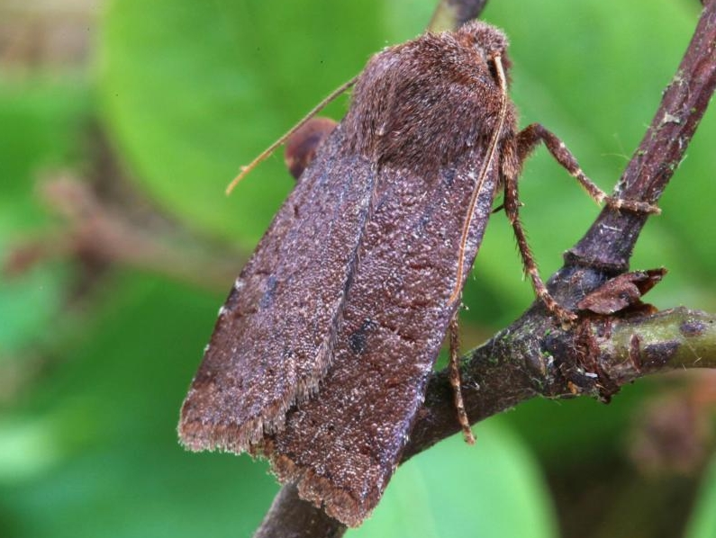 Whereas the nutmeg flies in Spring and Summer, these are winter wanderers. CHESTNUTS fly Sept-May, DARK CHESTNUTS are on the wing Oct-Feb. So, careful with those outdoor advent candles or you may have Chestnuts roasting on an open fire ...   @Kate_Bradbury