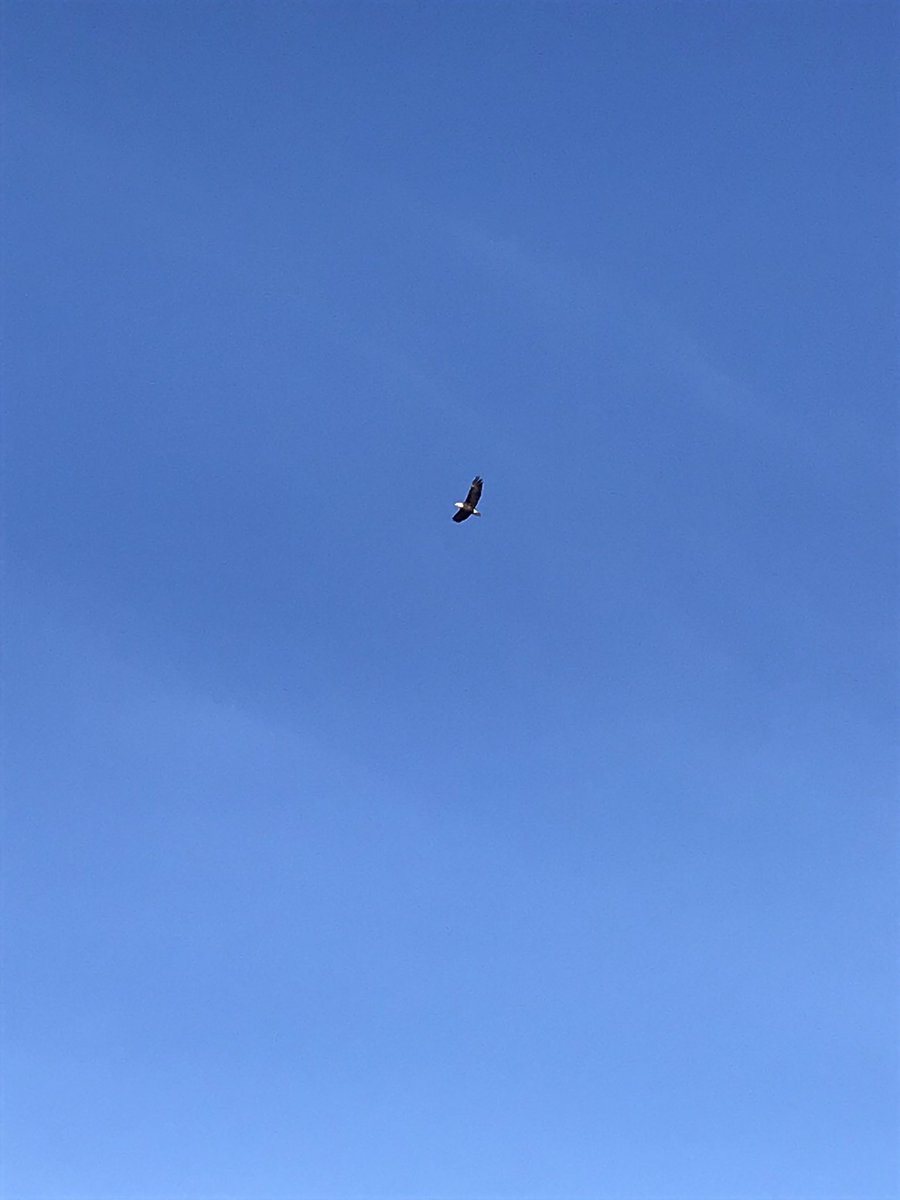 Eagle spotted during a mask break. <a href="/GoshenCenterSch/">GoshenCenterSchool</a> <a href="/TraKeilty/">Tra Keilty</a>