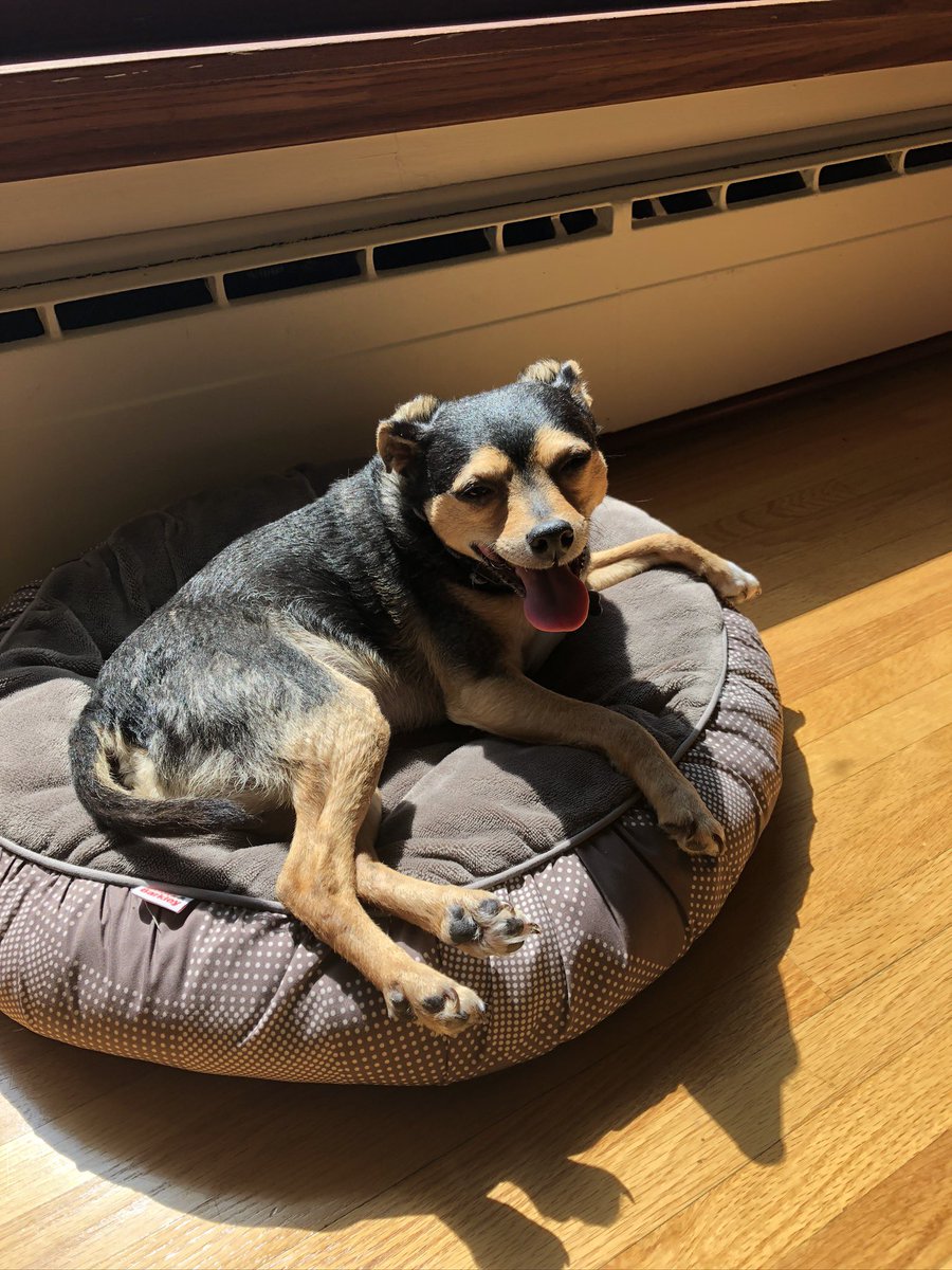 SherlockBuddy's tweet photo. Hot dog.
 #Tongouttuesday #dogsoftwitter #ilovemydog #sherlock https://t.co/VMBcQkjFS8