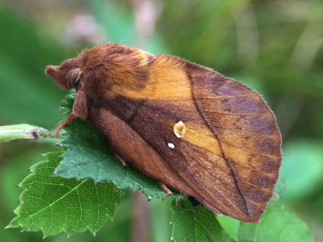 9. Let's raise a festive glass to the DRINKER MOTH. They're caterpillars just now & should be hibernating... but on mild days they quench their thirst on dewdrops, hence their thirsty name... Feeding and hiding in grass it shows we really should leave unmown grass to overwinter!
