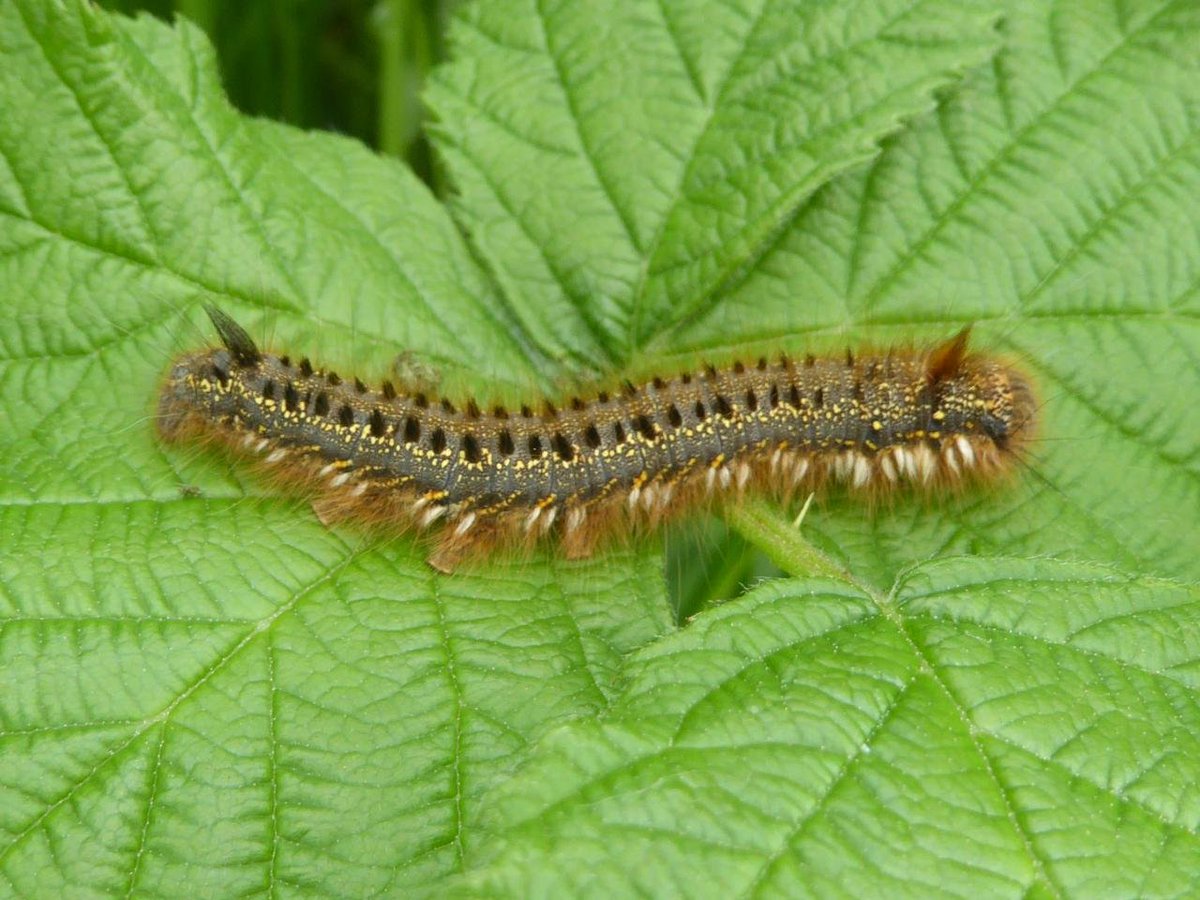 9. Let's raise a festive glass to the DRINKER MOTH. They're caterpillars just now & should be hibernating... but on mild days they quench their thirst on dewdrops, hence their thirsty name... Feeding and hiding in grass it shows we really should leave unmown grass to overwinter!
