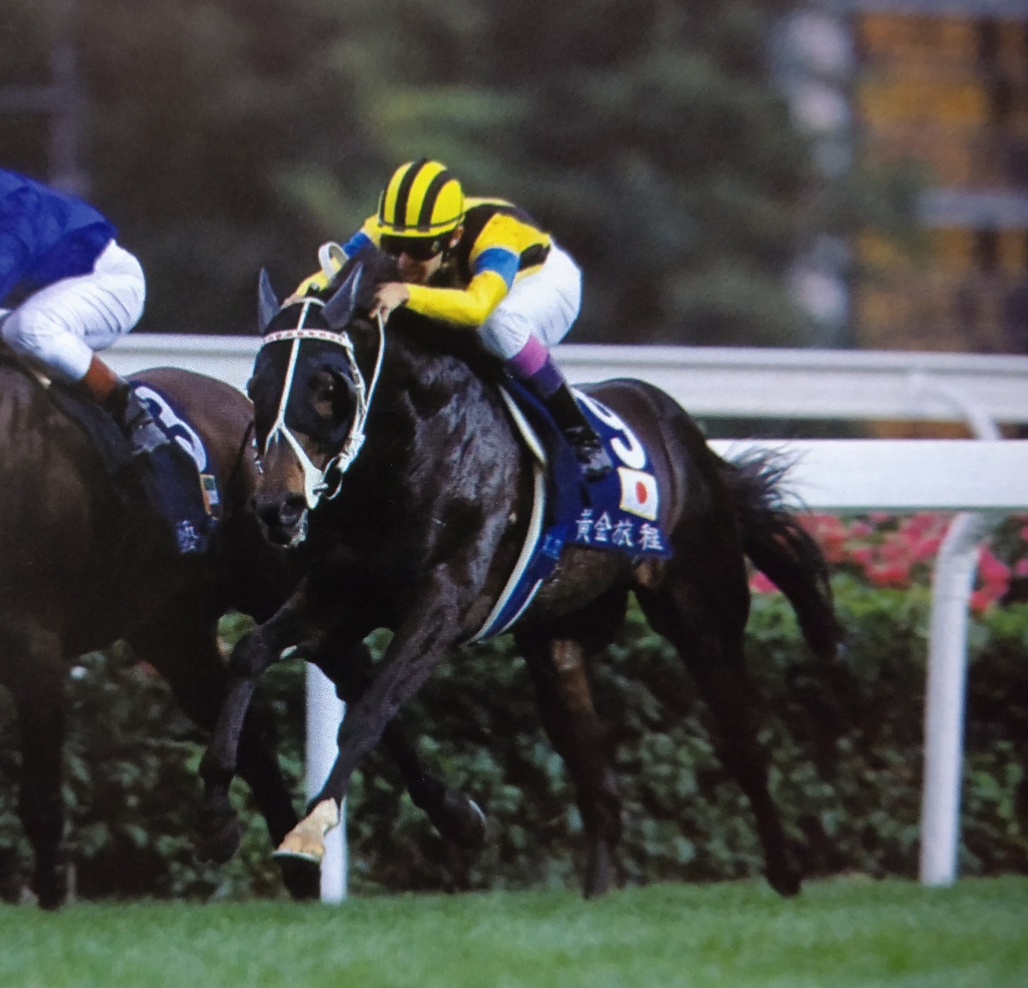 競馬ゼッケン　レプリカ　ステイゴールド　香港ヴァーズ優勝 馳星周の「黄金旅程」紹介 - はぐれの徒然なるままに（仮）