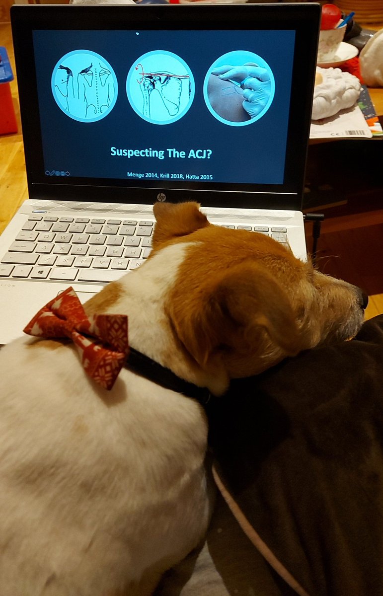 RachelTierney0's tweet photo. Even Mylo is getting up to speed with the @ShoulderGeek1 webinar series @CPSEMIRL #itsadogslife https://t.co/6MqODG70Gr