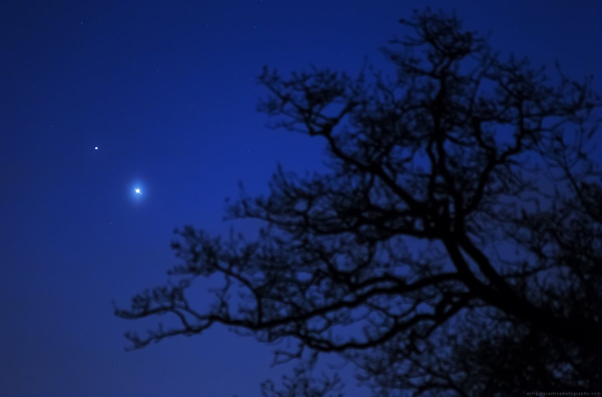 Jupiter* &amp; Saturn gliding past the upper boughs of a magnificent, old Somerset (oak?) tree this evening. 

I'm going to go out on a limb (groan) and say this isn't the first #GreatConjunction this tree has seen in its time. 

*plus the Galilean Moons