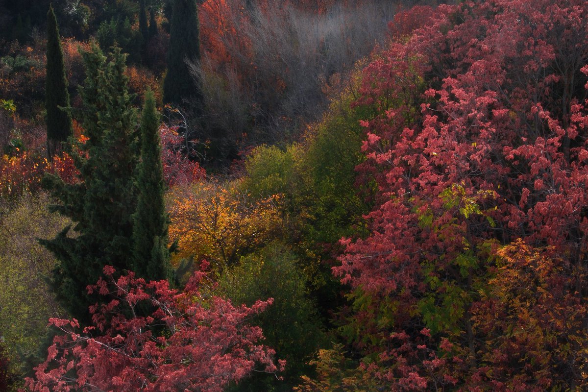 OpUsReVoLuTiOn3's tweet photo. Sacromonte, Granada, Spain.

#landscape #paisaje #photolandscape #fotopaisaje #travel  #fotopaisaje #forest #woods #trees #autumn #colors #cromatic #sacromonte #granada #andalusie #spain #photo #foto #photography #fotografia #opusrevolution
https://t.co/eO3UEmxMhI https://t.co/CWOKSl2k4R